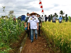 Panen Padi di Cianjur, Ketua MPR Bagikan Alsintan