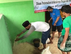 Santri Ponpes Metal Kembangkan Pakan Alternatif Ternak Pakai Silase