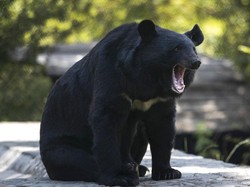 Nenek-nenek Tinju Beruang Karena Anjing Dikejar