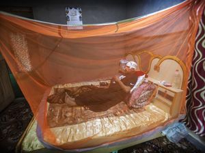 Serangan Hewan Liar Makin Marak di Kashmir