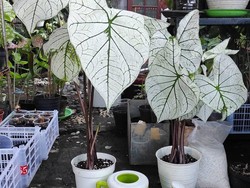 10 Tanaman Hias Daun Outdoor dan Indoor yang Populer