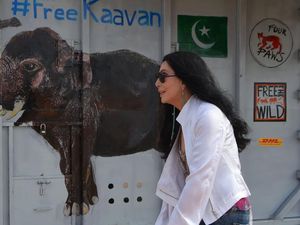 Gajah Paling Kesepian di Dunia Akhirnya Bertemu Spesies Sejenis