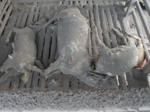 Hewan Ternak Mati Terkena Awan Panas Gunung Semeru