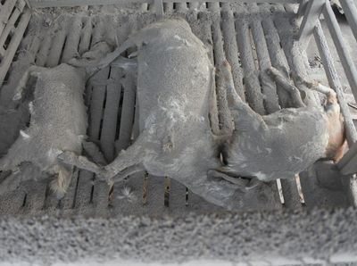 Hewan Ternak Mati Terkena Awan Panas Gunung Semeru