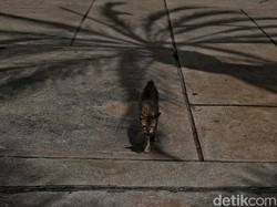 Pemprov DKI Ambil Sampel Otak Kucing yang Mati Misterius di Jakut