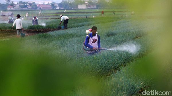 Melihat Petani Merawat Tanaman Daun Bawang di Bandung