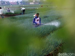 Melihat Petani Merawat Tanaman Daun Bawang di Bandung