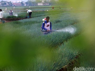 Melihat Petani Merawat Tanaman Daun Bawang di Bandung