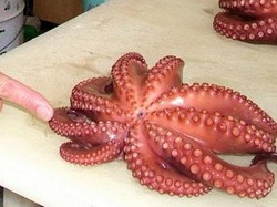 Nelayan Ini Temukan Gurita Langka Berkaki Sembilan Saat Masak