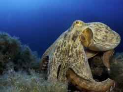 Gurita Ternyata Bisa Bermimpi Saat Tidur