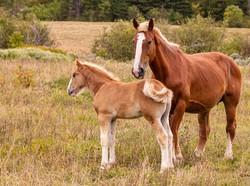 Nama-Nama Hewan Peliharaan Nabi Muhammad SAW, Ada Unta hingga Kucing