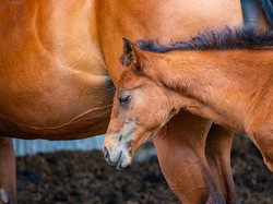 Nutrisi Susu Kuda Liar Mirip ASI, Bisa Tingkatkan Stamina Pria?