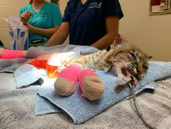 Penyelamatan Kucing Hutan Dari Kebakaran California