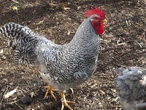 Pertama di Dunia, Singapura Jual Daging Ayam Hasil Rekayasa Laboratorium