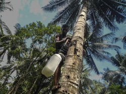 Sopi Minuman Beralkohol Khas Maluku Lekat dengan Acara Adat