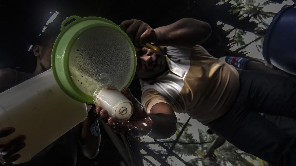 Geliat Produksi Sopi di Maluku Geliat Produksi Sopi di Maluku