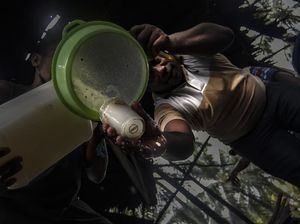 Geliat Produksi Sopi di Maluku