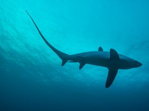 Bukan Editan, Hiu yang Ekornya Panjang Ini Sungguhan Ada