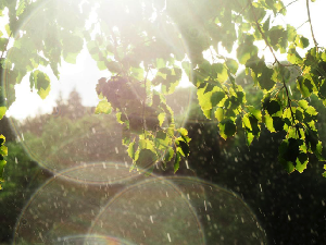 Cuaca Tak Menentu, Konsumsi Citrus hingga Bayam Bisa Jaga Kesehatan