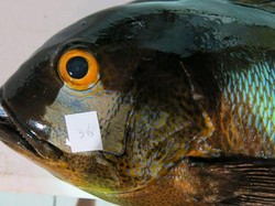 Wah! Ikan Kakap Tertua Dunia Umurnya 81 Tahun