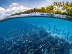 Pemimpin Dunia Sebut Laut jadi Kunci untuk Atasi Krisis Iklim