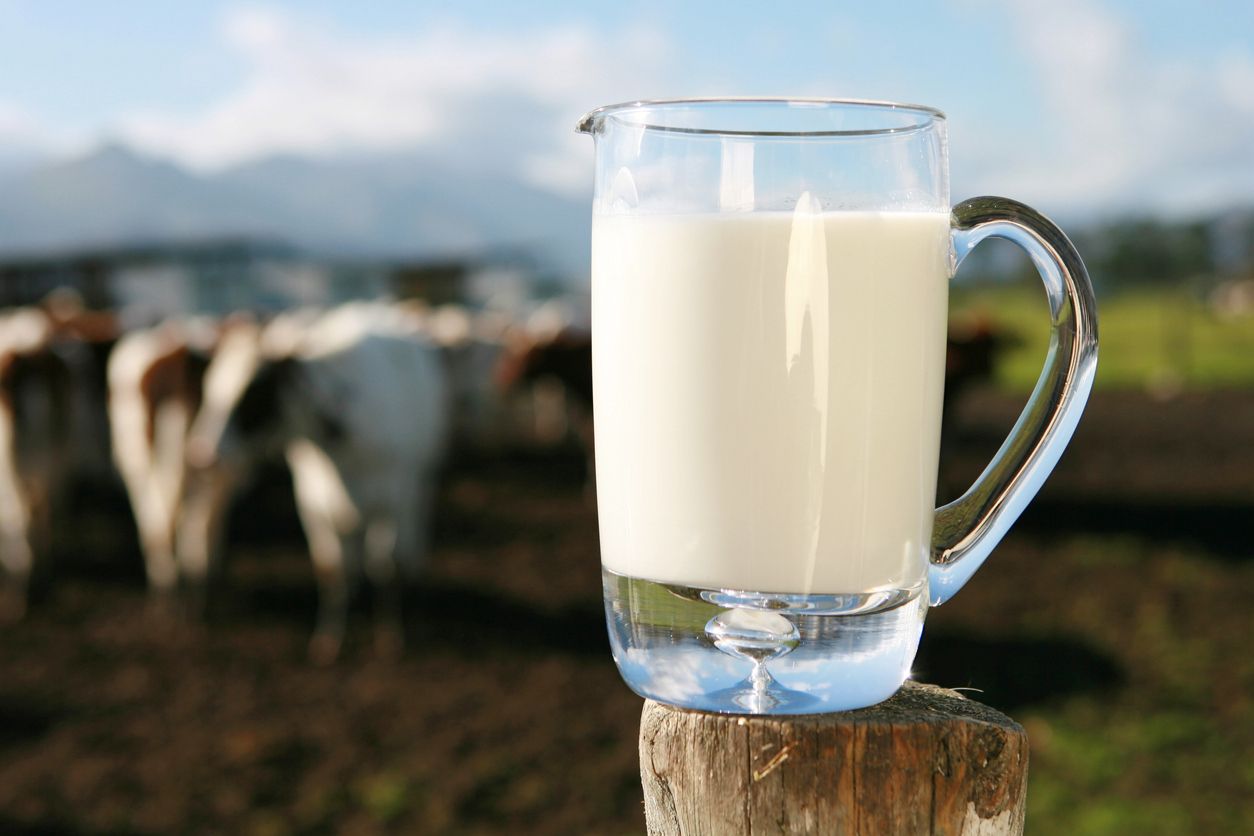 Rasulullah SAW Suka Minum Susu Kambing