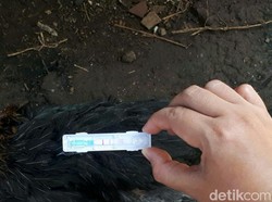 Ratusan Unggas di Bandung Barat Mati Mendadak Positif Flu Burung
