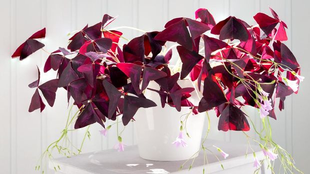 tanaman oxalis triangularis  atau purple shamrock