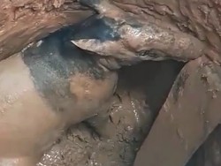 Seekor Tapir Mati Usai Terperangkap di Dalam Sumur Tua di Sumsel