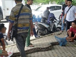 Ular Piton 3 Meter Muncul di Kolam Cemara Asri Deli Serdang