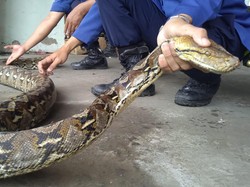 Warga di Maros Sulsel Temukan Ular Piton 4 Meter Mangsa Kambing