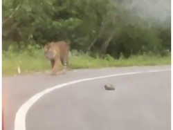 Gempar Kabar Harimau Nongkrong di Pinggir Jalan Sumbar