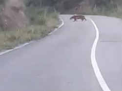 Video Heboh Harimau Berkeliaran dan Nongkrong di Jalan Raya Solok
