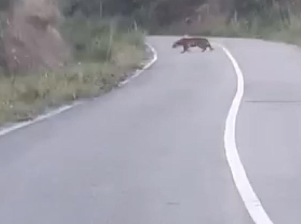 Video Heboh Harimau Berkeliaran dan Nongkrong di Jalan Raya Solok Video Heboh Harimau Berkeliaran dan Nongkrong di Jalan Raya Solok