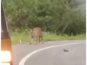 Viral Harimau Jalan-jalan Lalu Nongkrong di Jalanan Sumbar, Begini Ceritanya