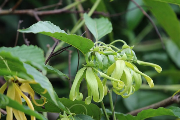 Minyak ylang-ylang lebih dari sekedar bahan dasar parfum, karena minyak ini juga dapat menyeimbangkan minyak alami di kulit kepala,