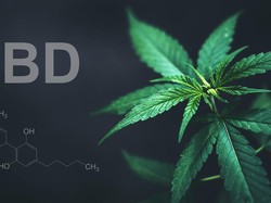 Kemenkes Kaji Akses Penelitian Ganja Medis di Indonesia!