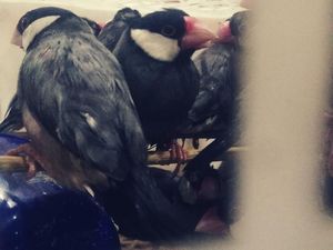 Ratusan Burung Tanpa Dokumen Gagal Masuk Surabaya