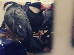 Ratusan Burung Tanpa Dokumen Gagal Masuk Surabaya