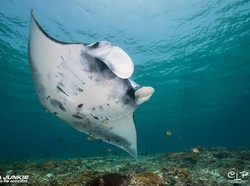 Kisah Pasangan Bule Bangun Pusat Menyelam Terbaik Dunia di Indonesia