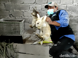 Dua Kelinci Ini Selamat dari Semburan Awan Panas Gunung Semeru