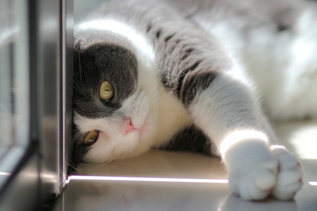 dubur kucing/sumber:unsplash.com dubur kucing