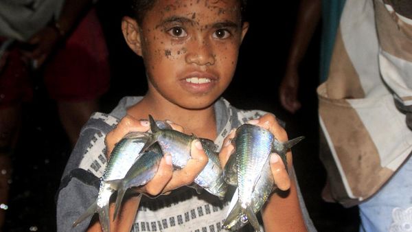 Fenomena Ikan Mendamparkan Diri ke Pantai