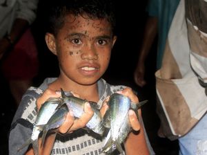 Fenomena Ikan Mendamparkan Diri ke Pantai