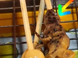 Hati-hati! Makan Gurita Ini Bisa Tewas dalam Hitungan Menit