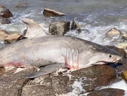 Hiu Putih Langka Australia Ditemukan Mati Dekat Spot Snorkeling Populer