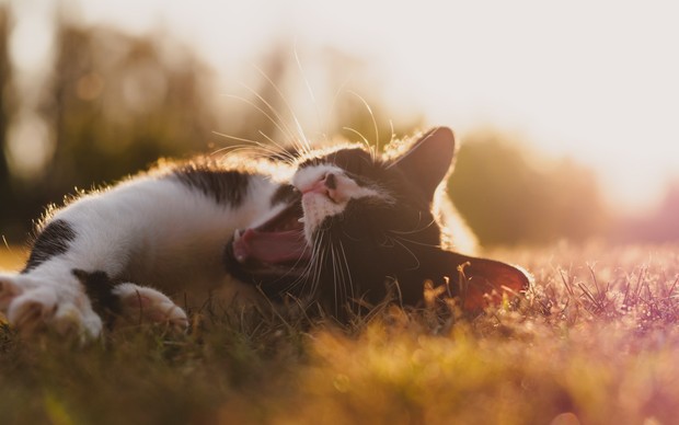 kucing lidah/sumber:unsplash.com kucing lidah