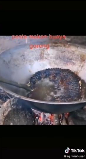 Sangar! Aksi Wanita Berburu Buaya untuk Digoreng dan Dimakan