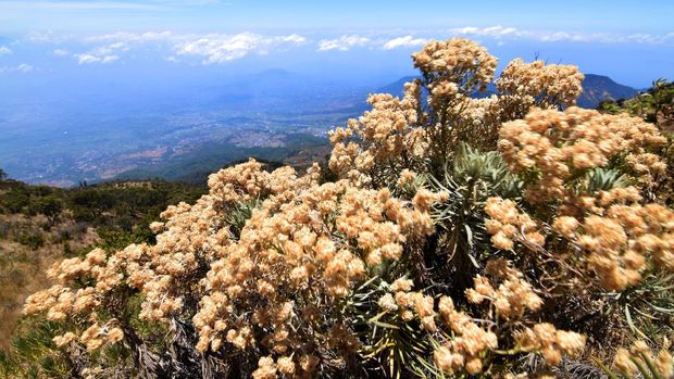 padang edelweis Gunung Lawu
