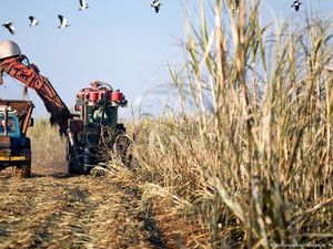 Harga Pangan Dunia Melonjak ke Rekor Tertinggi Selama 6 Tahun Terakhir